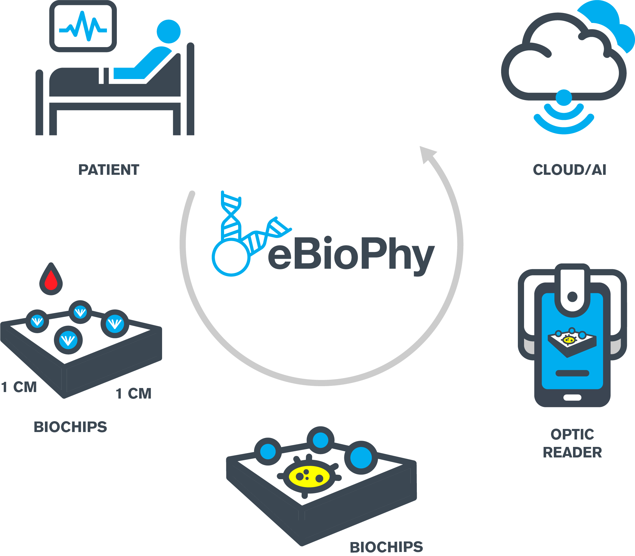 gráfico de ebiophy