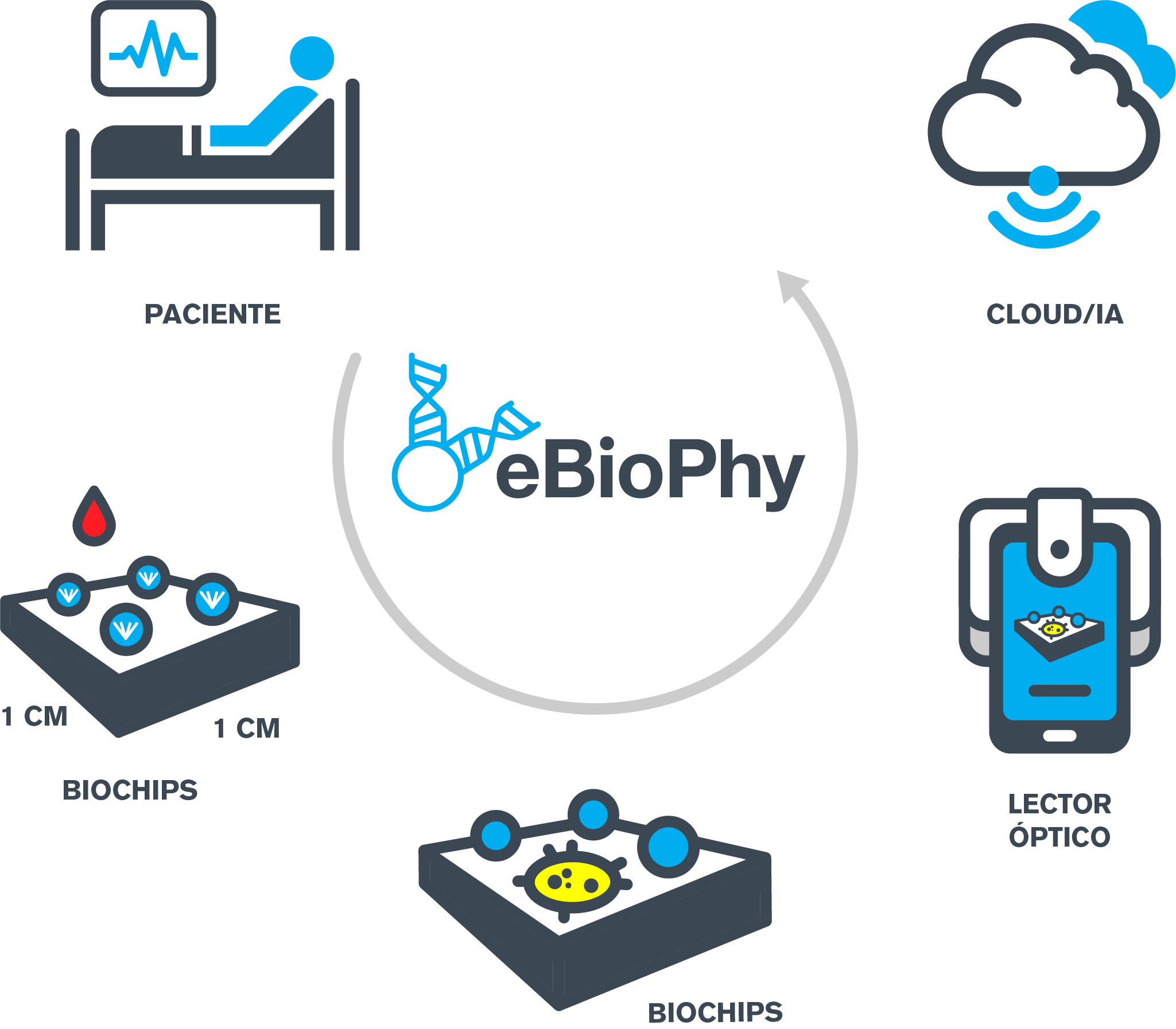 gráfico de ebiophy